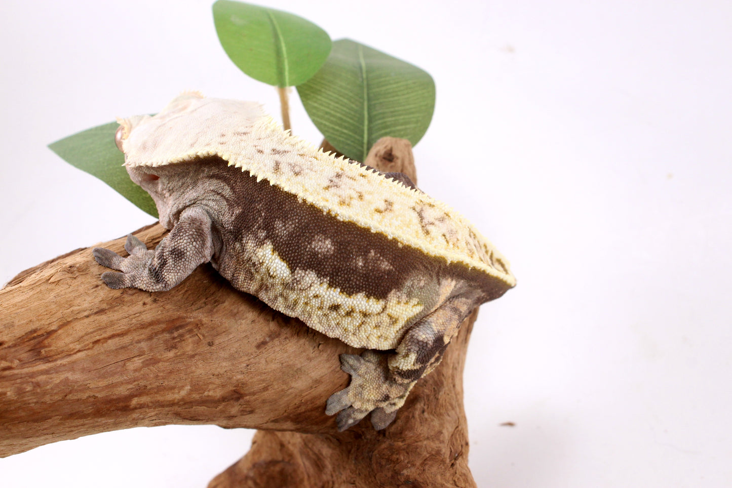 Chocolate Phantom Crested Gecko - Tailess