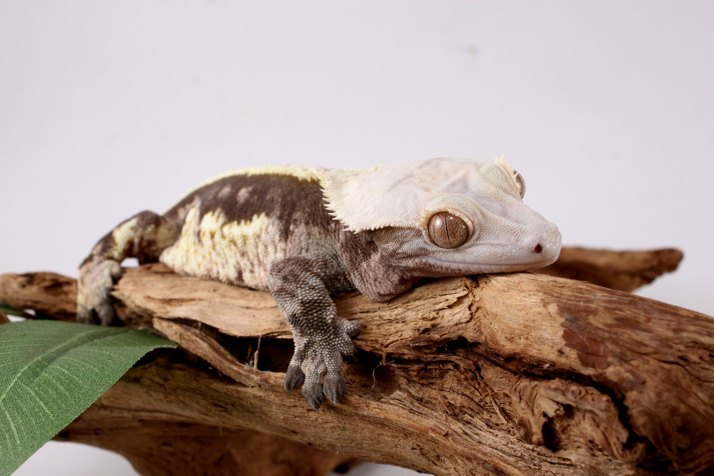 Chocolate Phantom Crested Gecko - Tailess