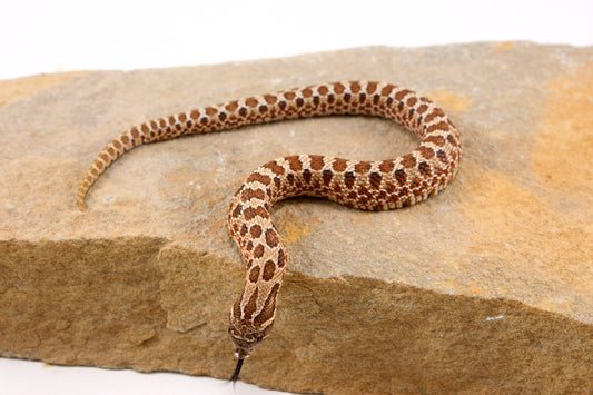 Western Hognose Snake