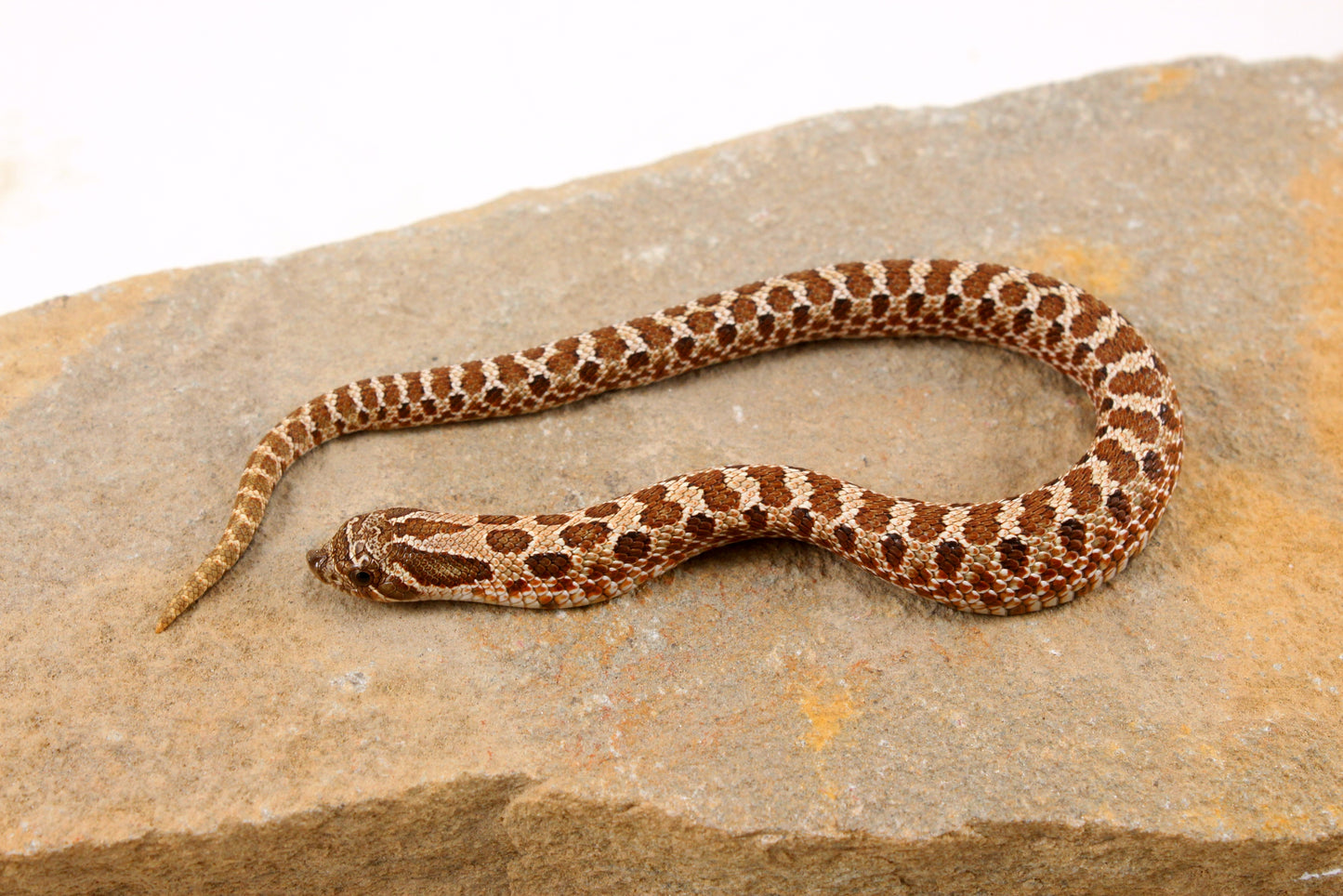 Western Hognose Snake