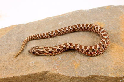 Western Hognose Snake
