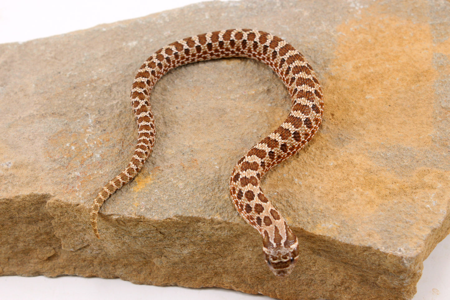 Western Hognose Snake