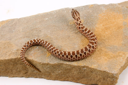 Western Hognose Snake