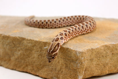 Western Hognose Snake