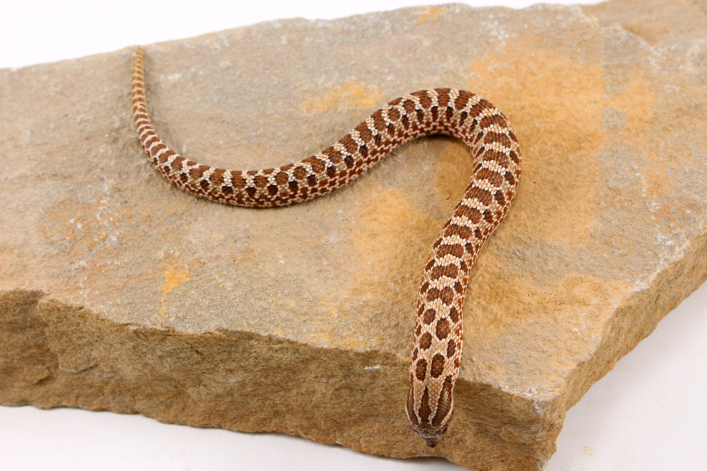 Western Hognose Snake