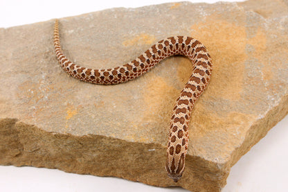 Western Hognose Snake