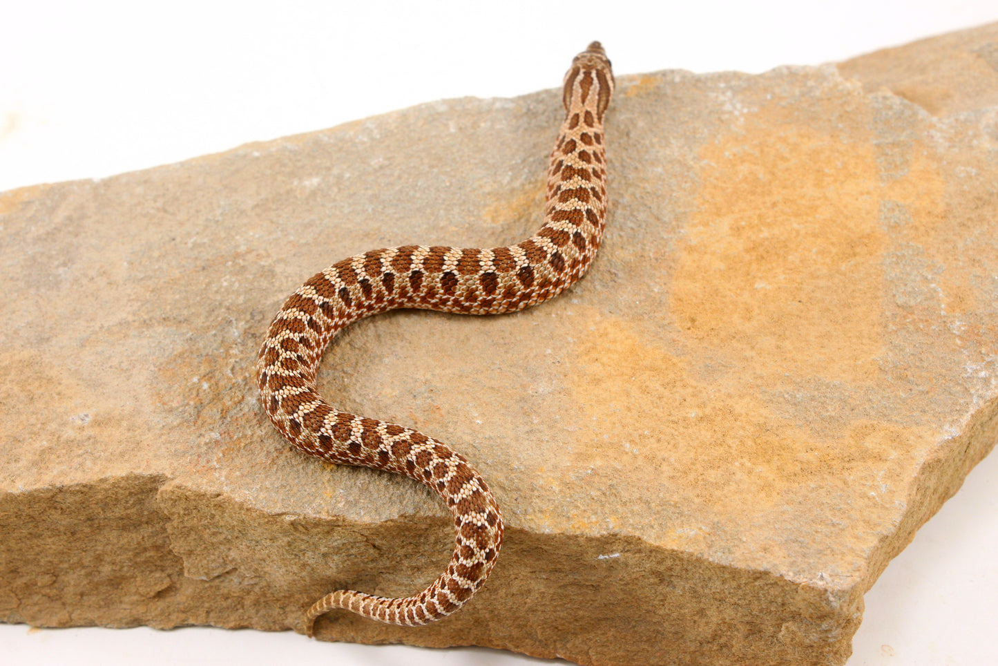 Western Hognose Snake