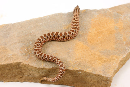 Western Hognose Snake