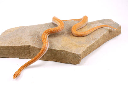African House Snake - Albino (T-)