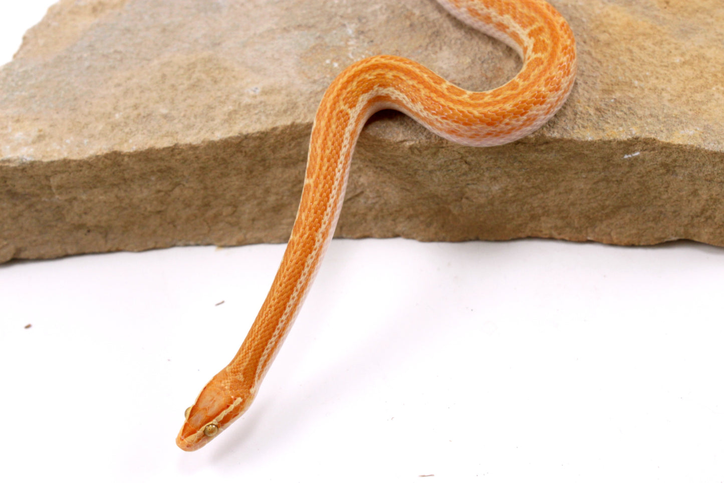 African House Snake - Albino (T-)