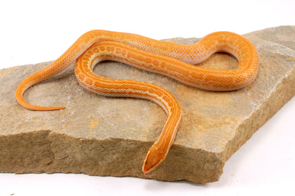 African House Snake - Albino (T-)