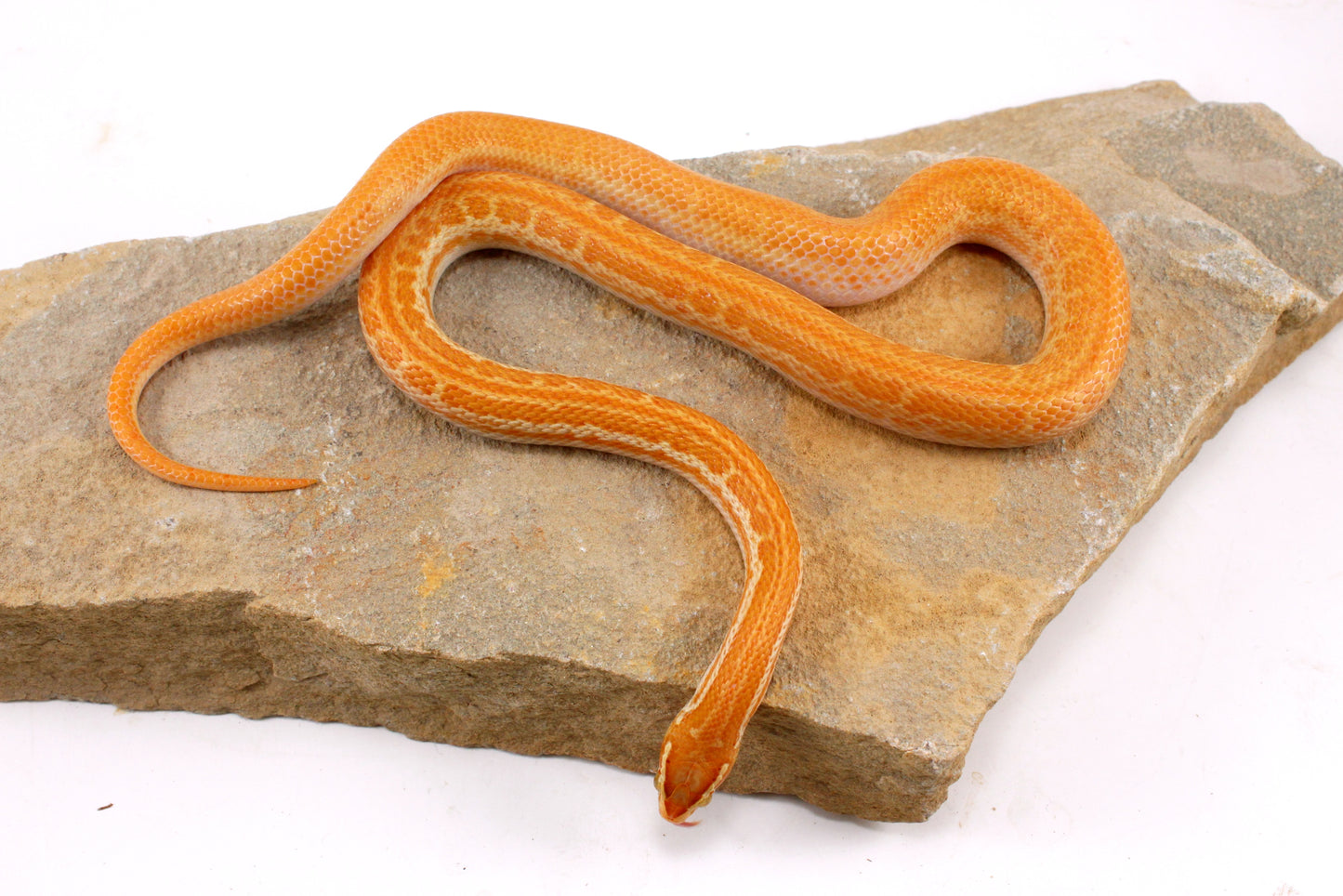 African House Snake - Albino (T-)