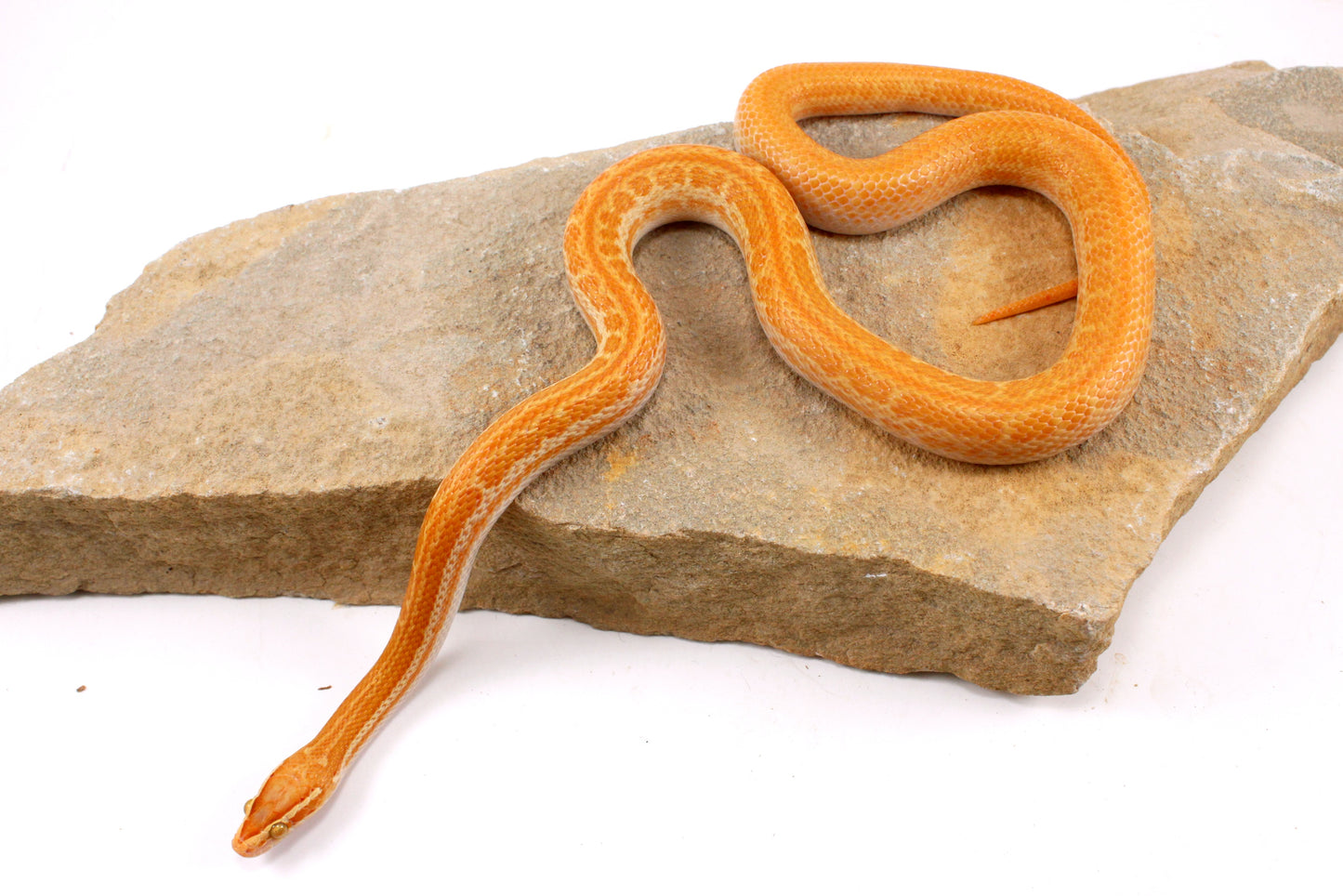 African House Snake - Albino (T-)