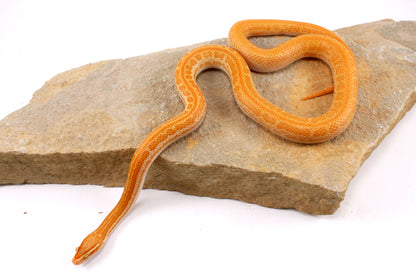 African House Snake - Albino (T-)