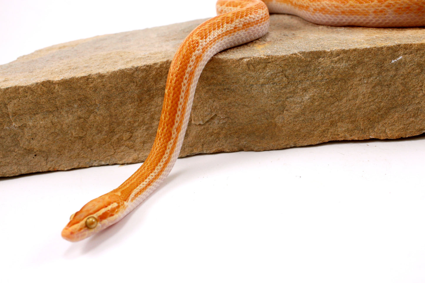African House Snake - Albino (T-)