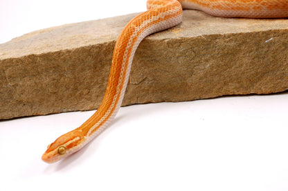 African House Snake - Albino (T-)