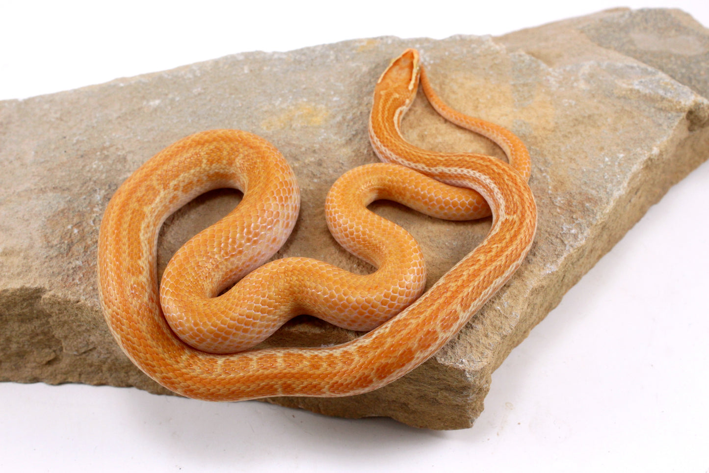 African House Snake - Albino (T-)