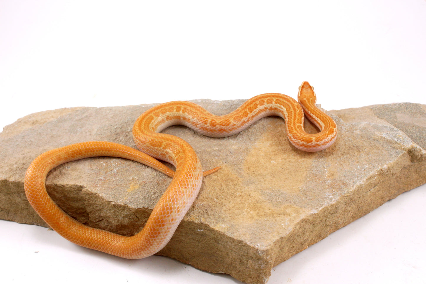 African House Snake - Albino (T-)