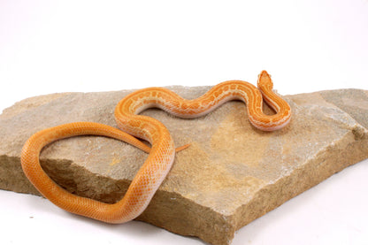 African House Snake - Albino (T-)