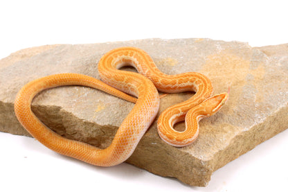 African House Snake - Albino (T-)