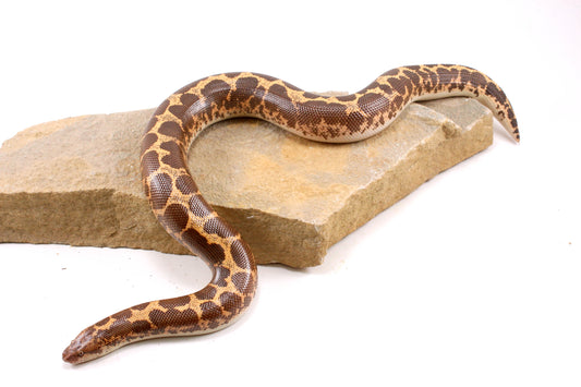 Het Snow Paradox Kenyan Sand Boa