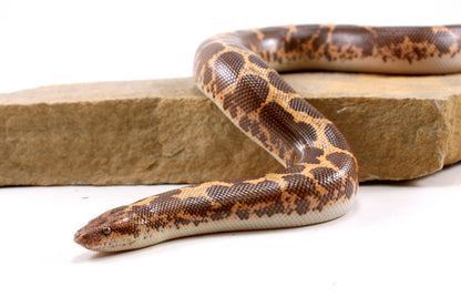 Het Snow Paradox Kenyan Sand Boa