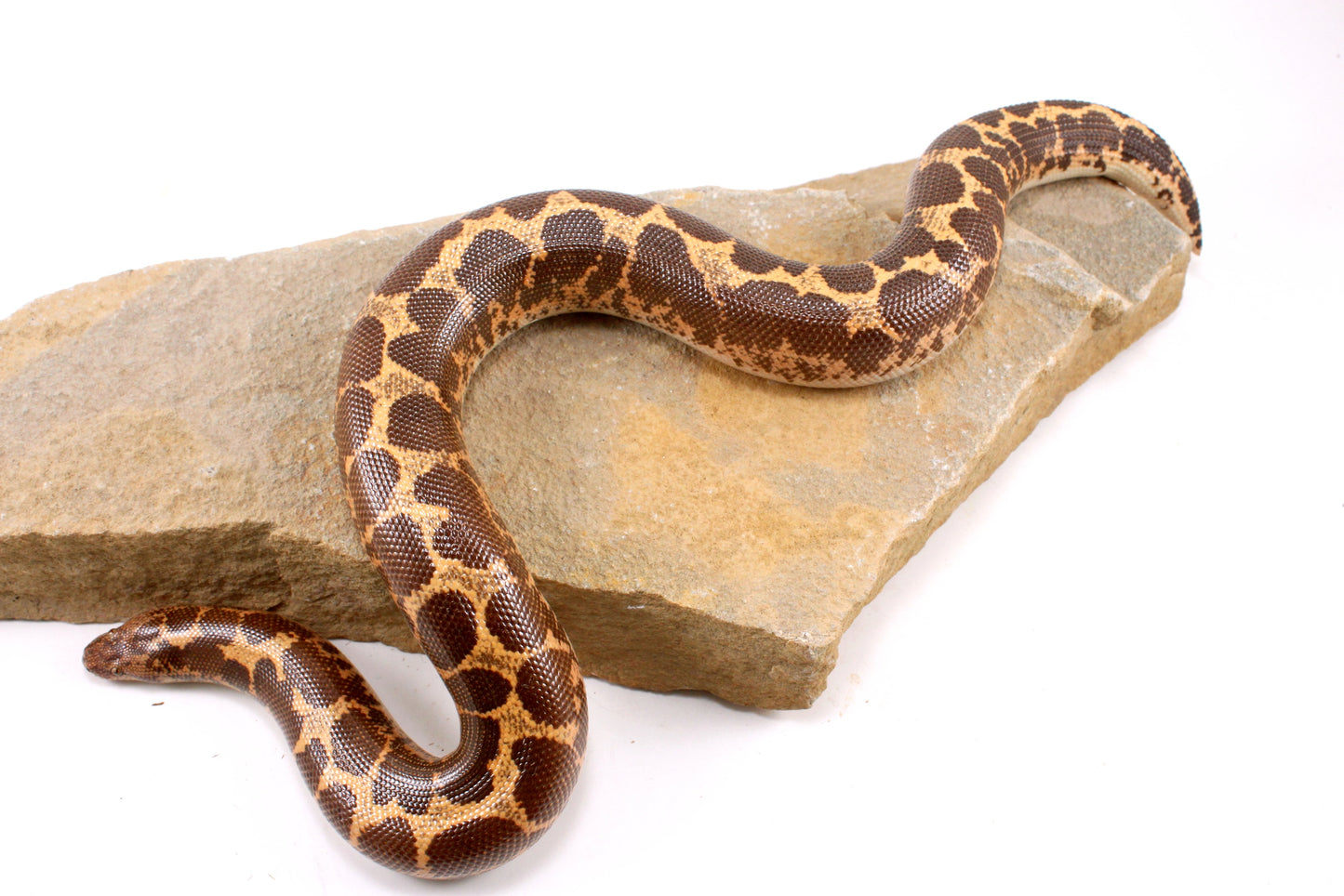 Het Snow Paradox Kenyan Sand Boa