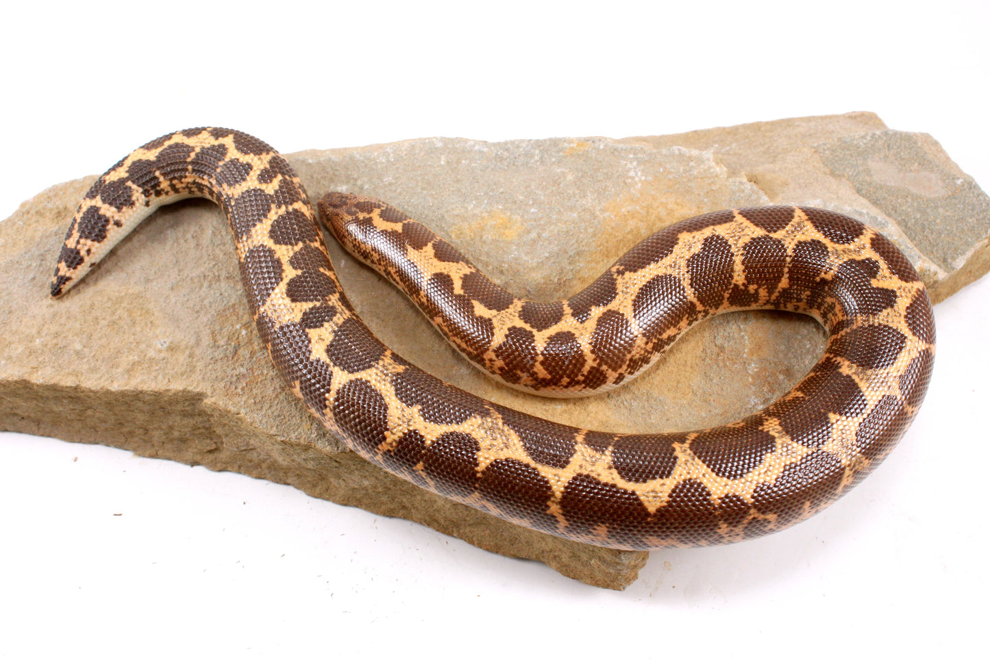 Het Snow Paradox Kenyan Sand Boa