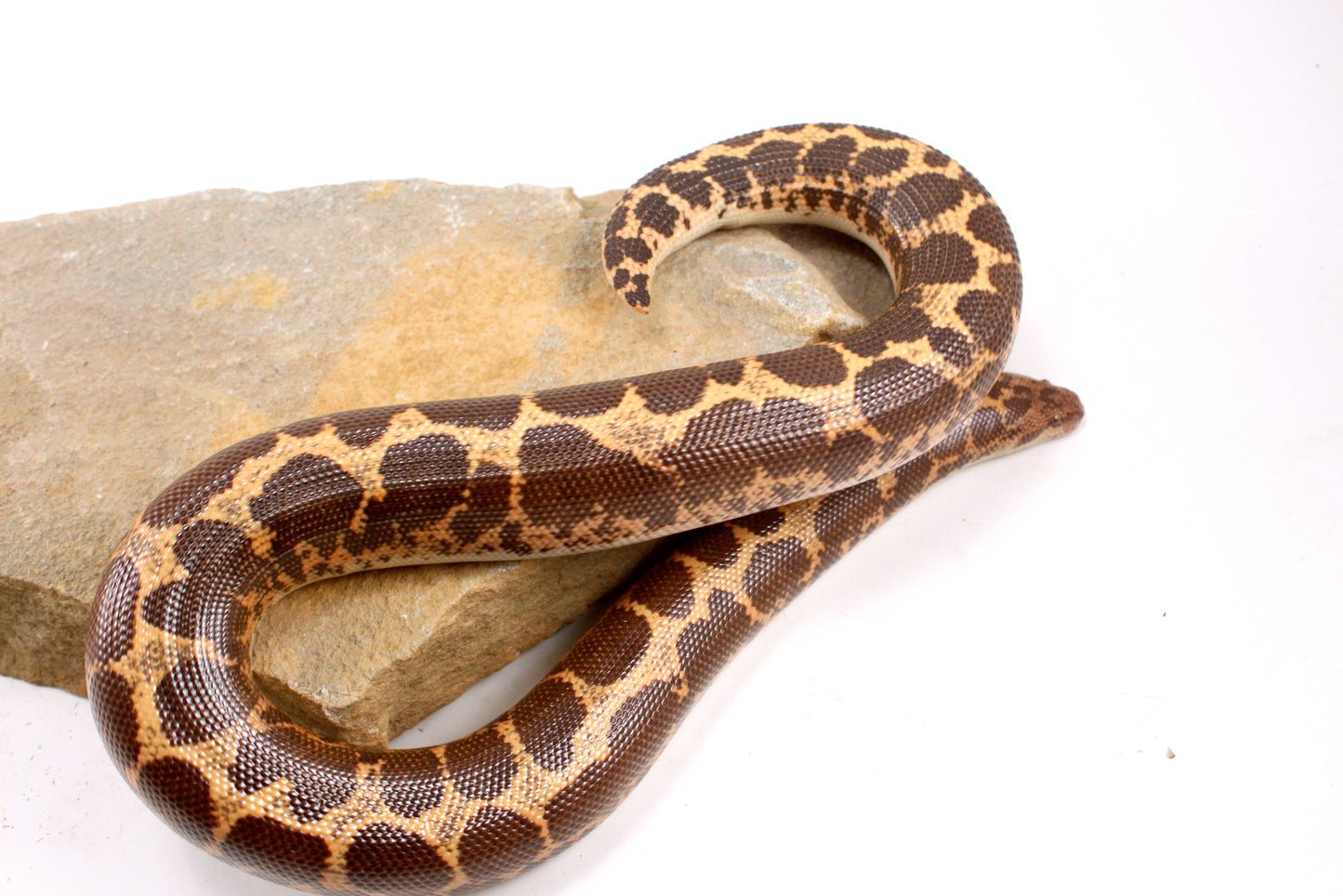 Het Snow Paradox Kenyan Sand Boa