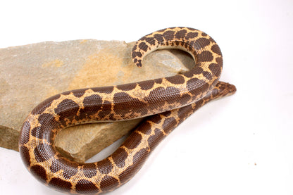 Het Snow Paradox Kenyan Sand Boa