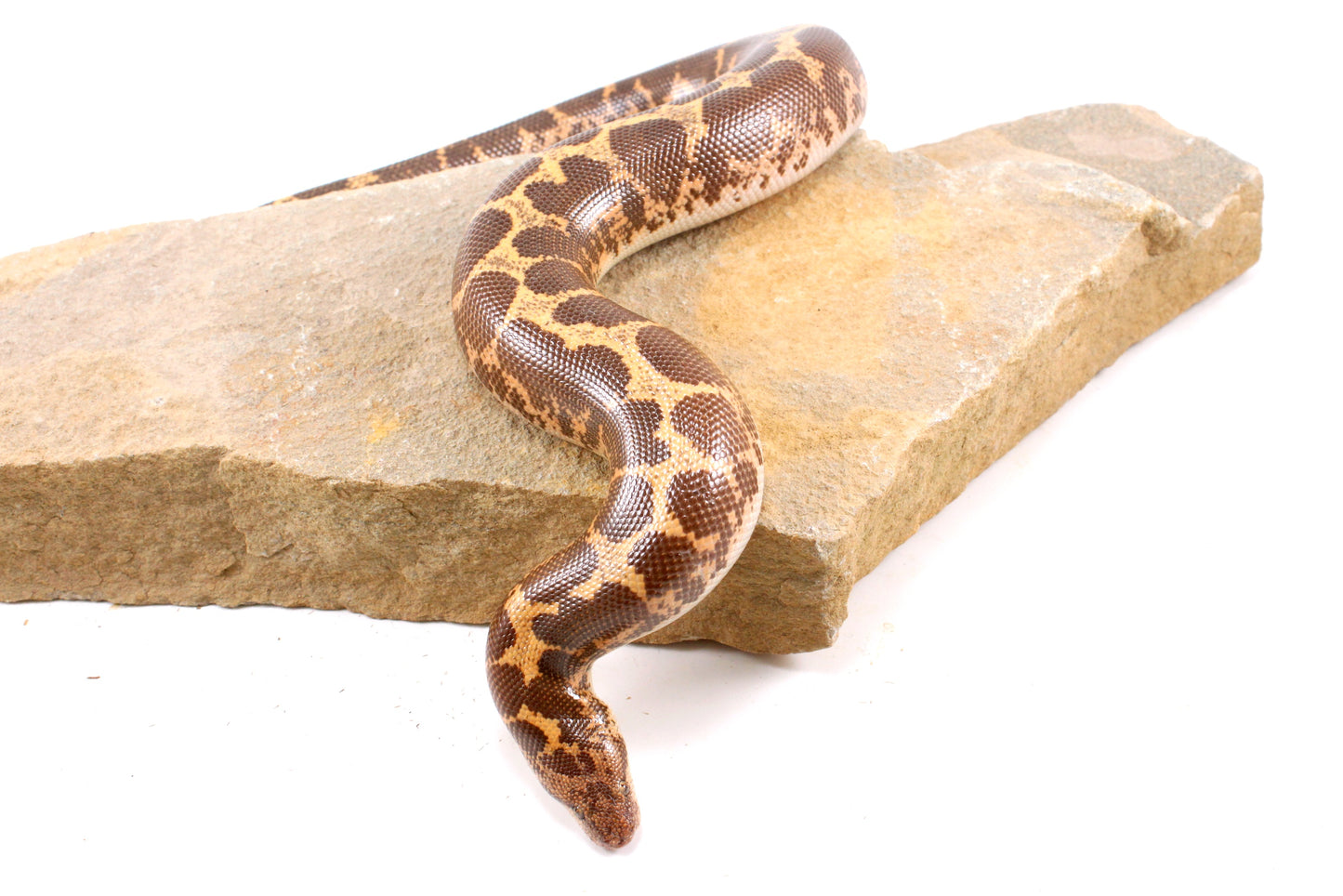Het Snow Paradox Kenyan Sand Boa