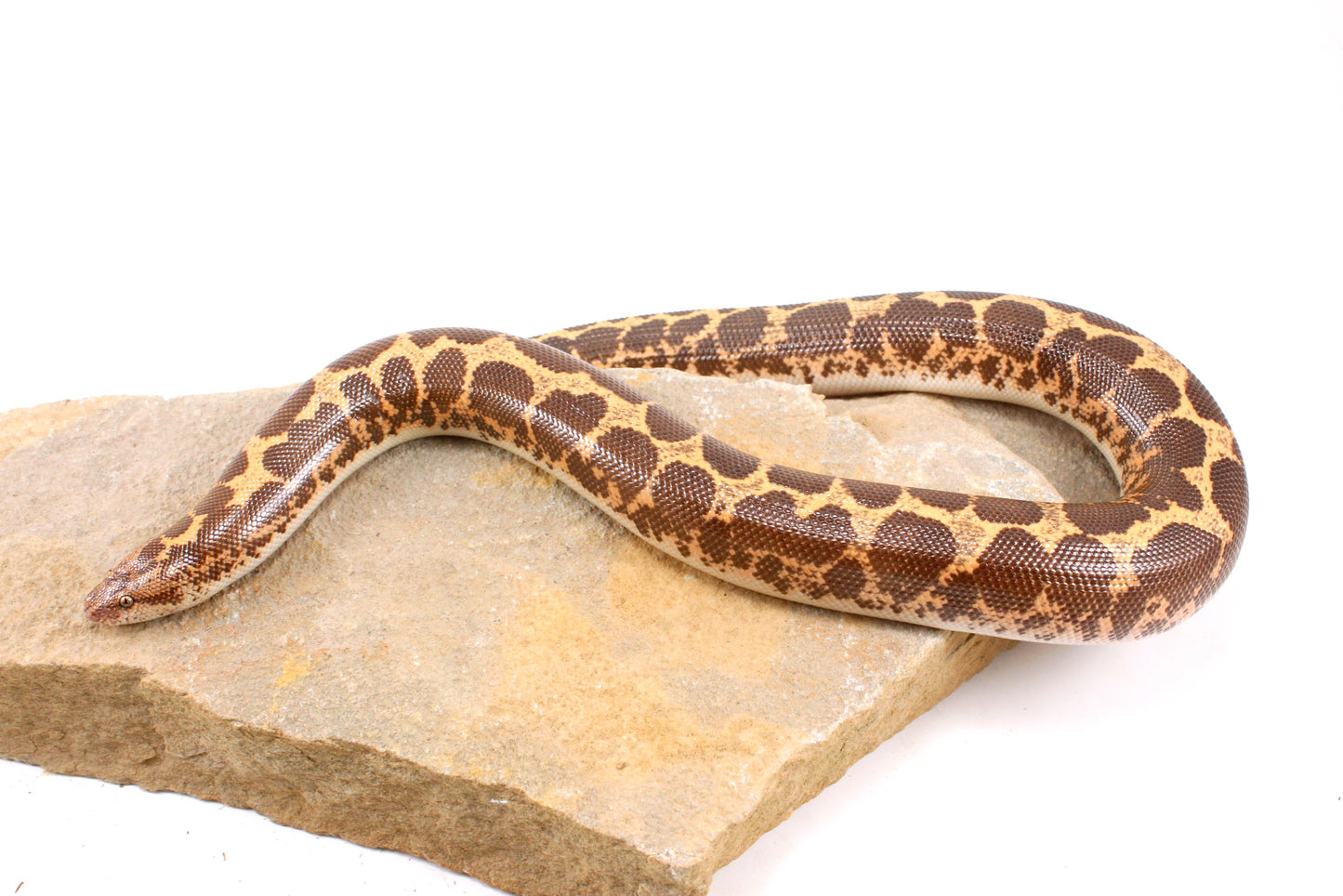 Het Snow Paradox Kenyan Sand Boa