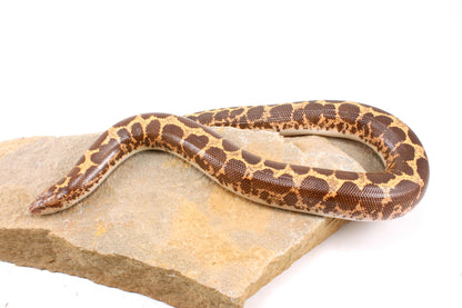 Het Snow Paradox Kenyan Sand Boa