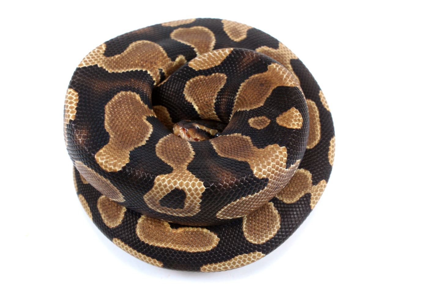 Yellow Belly Ball Python