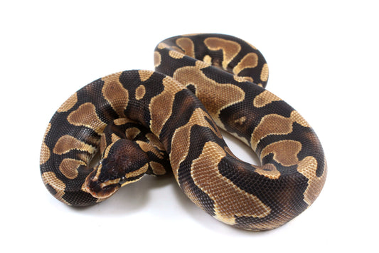 Yellow Belly Ball Python