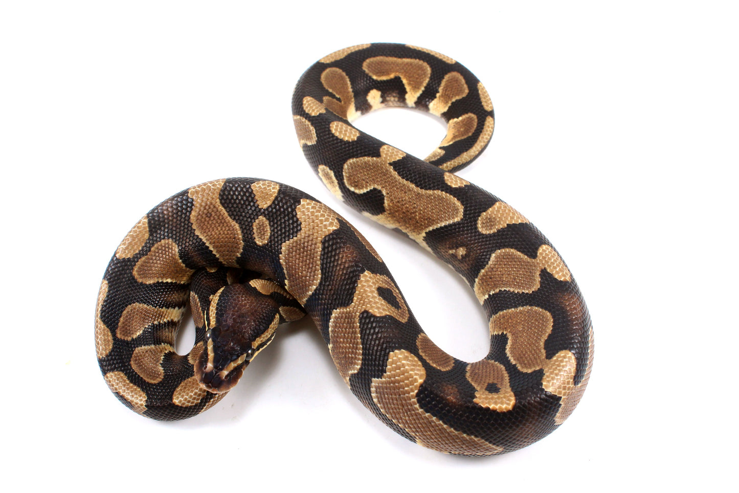 Yellow Belly Ball Python