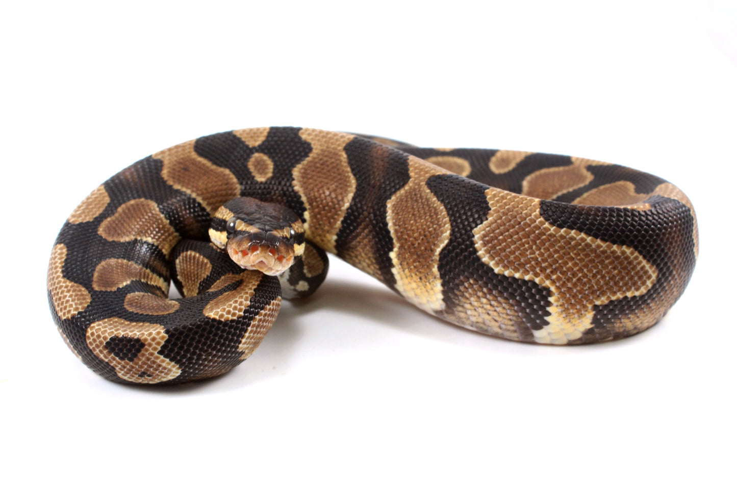 Yellow Belly Ball Python