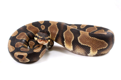Yellow Belly Ball Python