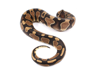 Yellow Belly Ball Python