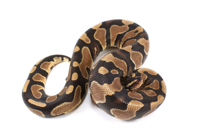 Yellow Belly Ball Python