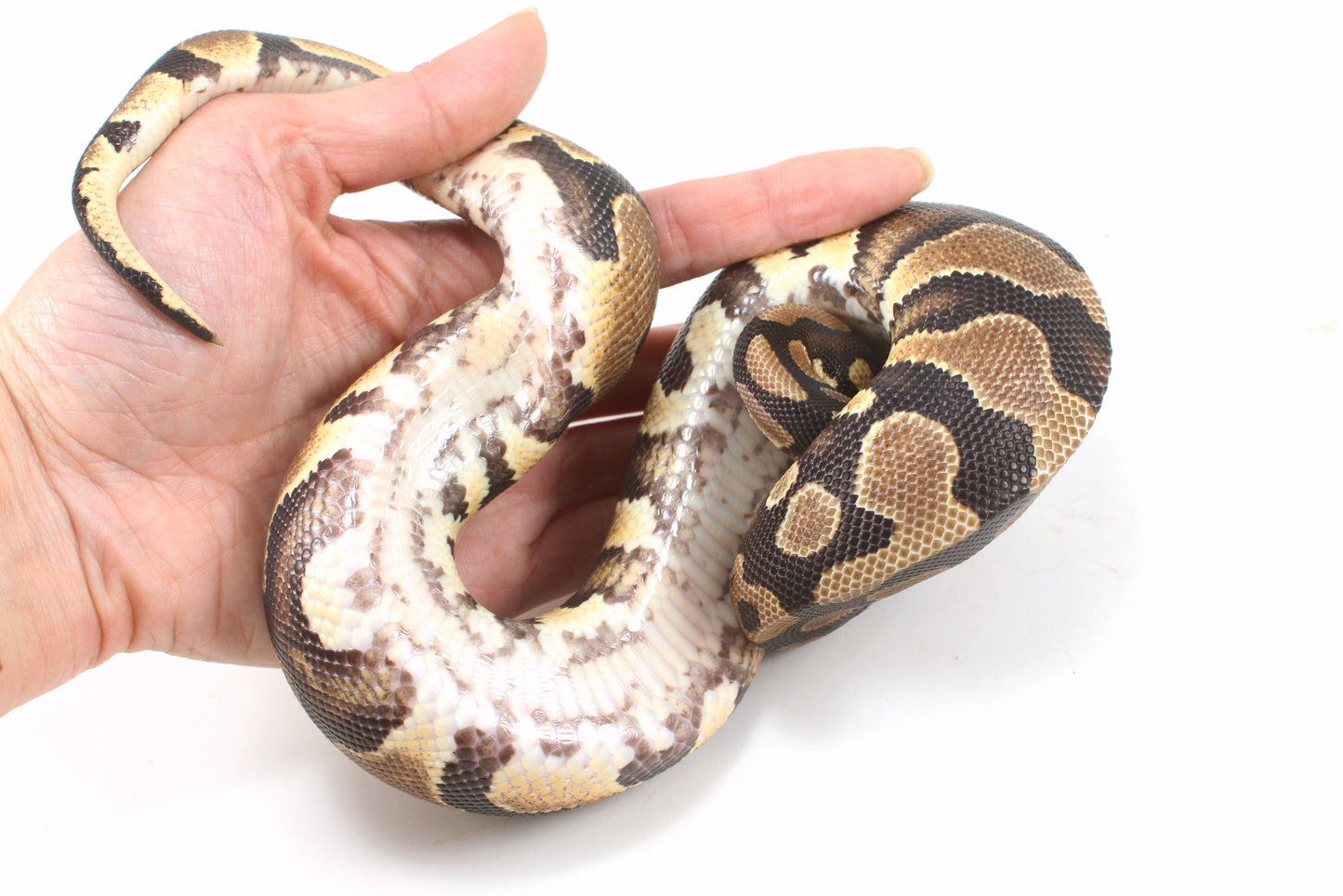 Yellow Belly Ball Python