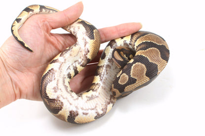 Yellow Belly Ball Python