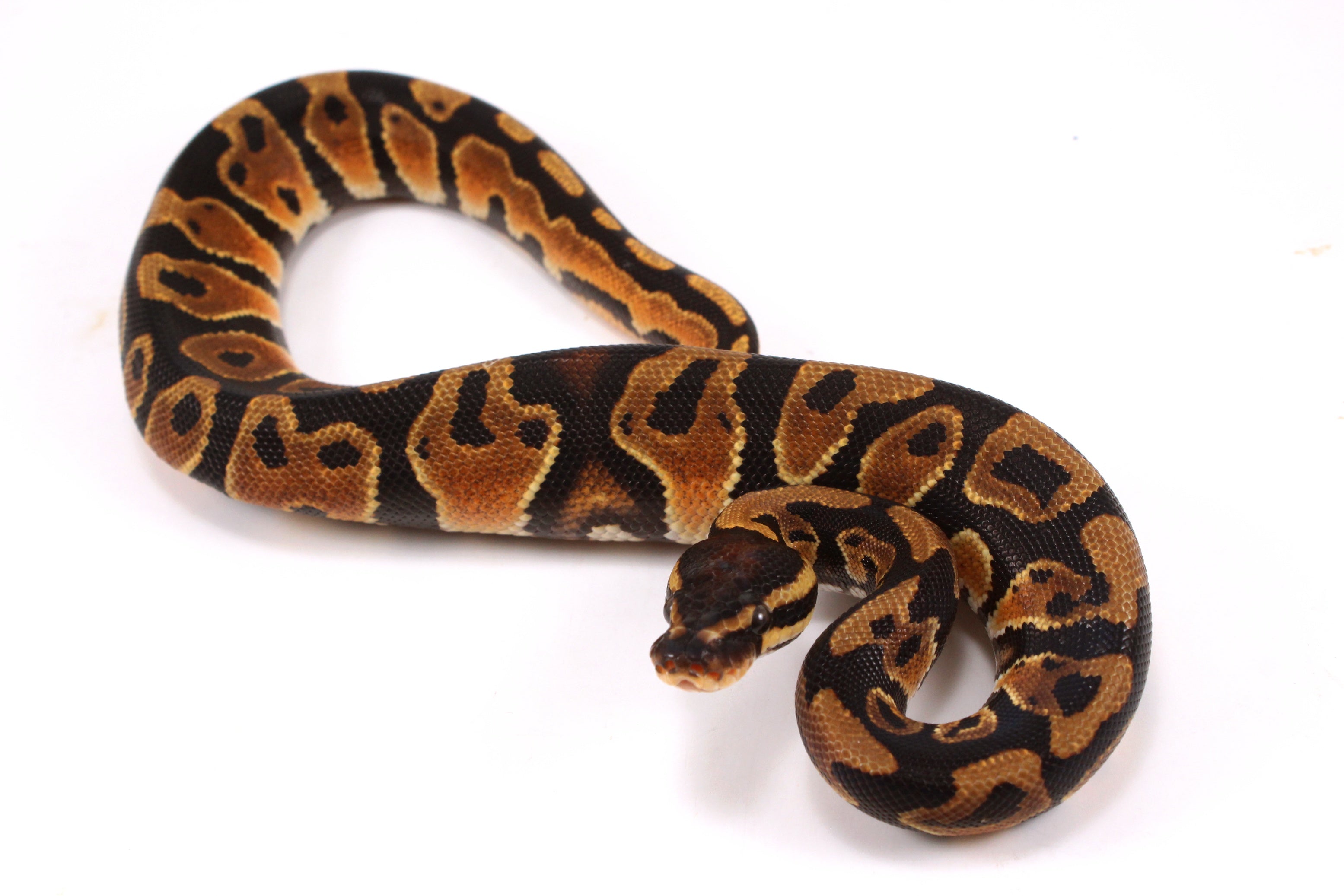 Orange Dream Yellow Belly Ball Python - All Reptiles