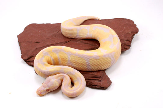 Toffino Ball Python