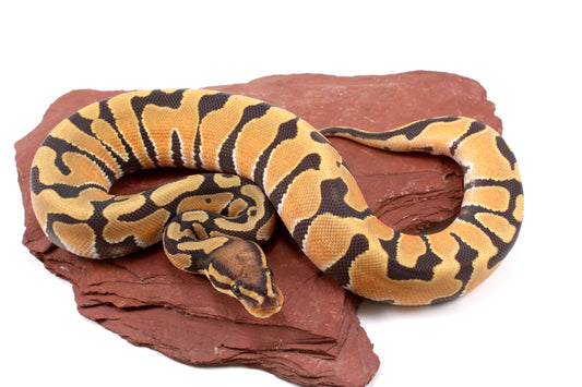 Orange Dream Hypo Ball Python