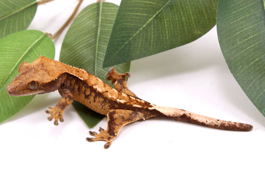Tricolor Crested Gecko