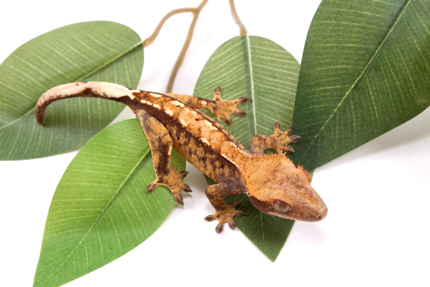 Tricolor Crested Gecko