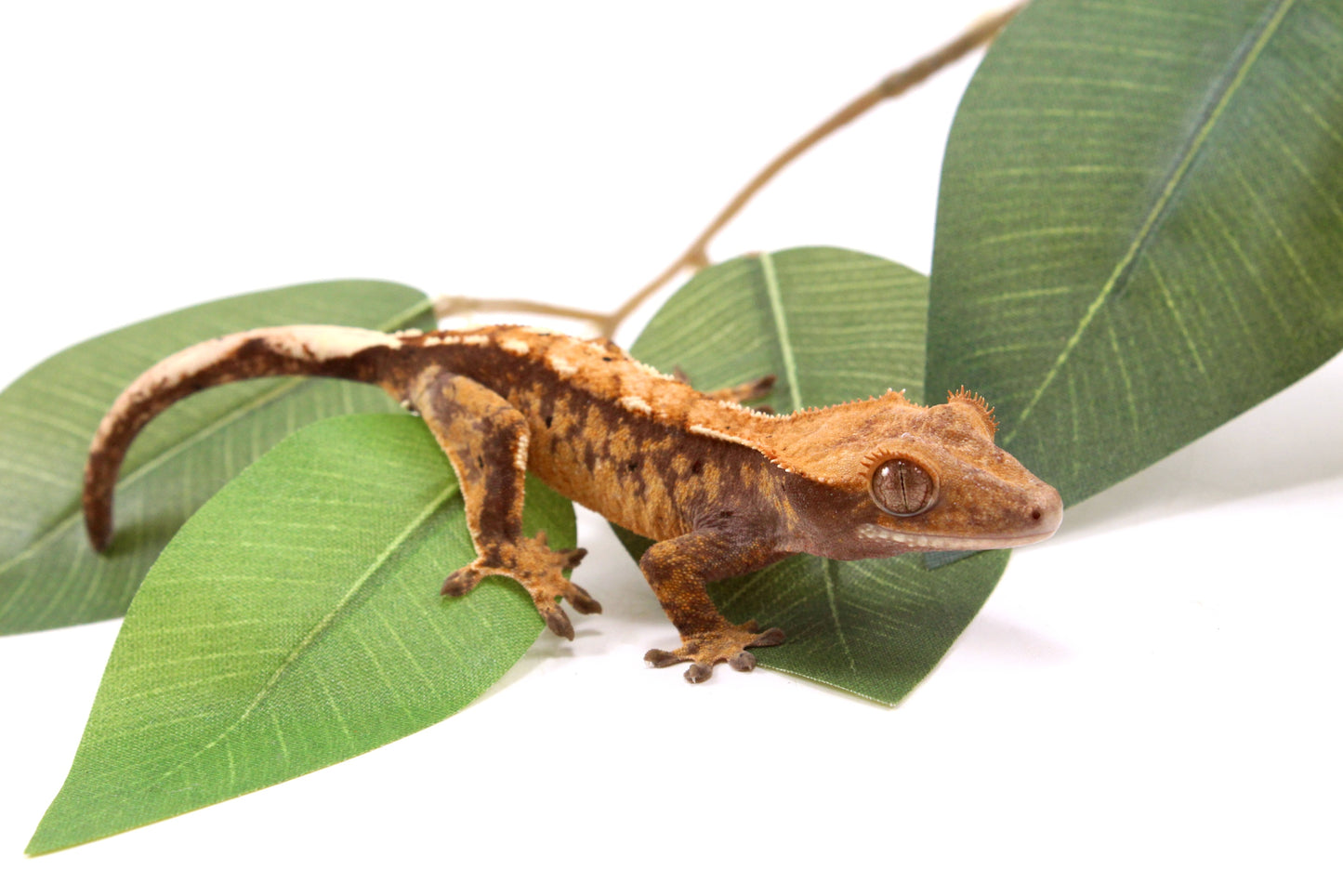 Tricolor Crested Gecko