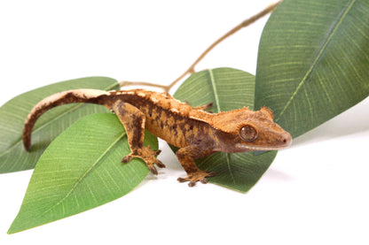 Tricolor Crested Gecko