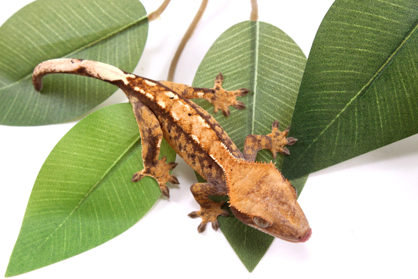 Tricolor Crested Gecko
